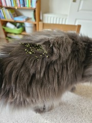 The One where TC moved to Scotland and joined the Excellent Cats