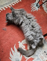 The One where TC moved to Scotland and joined the Excellent Cats