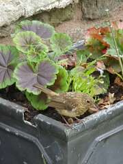 What have you done in the garden today? Part 5