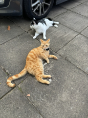 The One where TC moved to Scotland and joined the Excellent Cats