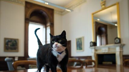 Who is Larry the cat’s family?