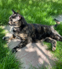 Heartbreaking news about my cat