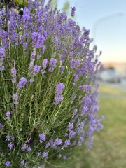 Come and tell me your dull and unexciting news 30: Calmly through the day