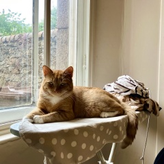 Senior cat being PTS, when is the right time?
