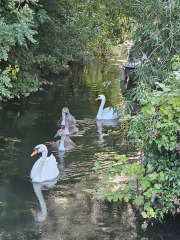Passports, buckets and spades - the Excellent Cats go on their holidays