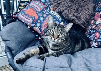 Are these mackerel tabby markings?