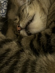 Thread 3 Starmer:  Digging has started, bigger shovel required