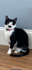 Help needed - kitten name