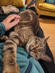 The One where TC moved to Scotland and joined the Excellent Cats