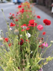 Come and tell me your dull and unexciting news 30: Calmly through the day