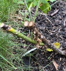 Bare root roses struggling this year?
