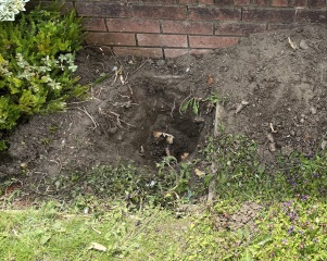What have you done in the garden today? Part 5