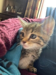 Help name my kitten.