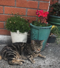Are these mackerel tabby markings?