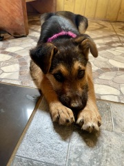 Puppy Survival Thread for New and Old Pups - Spring is around the corner!