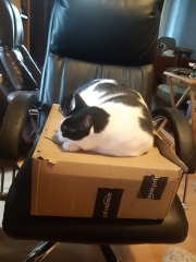 Cat photos