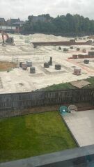 could you please show me your pleached trees?