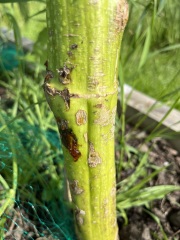 Brown sap on trunk of sunflower plant