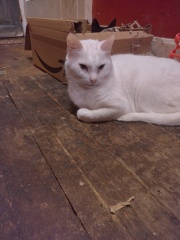 The One where TC moved to Scotland and joined the Excellent Cats