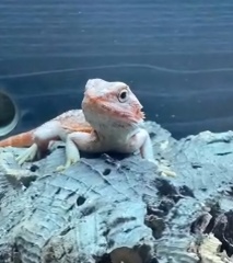 Help naming beardie pic included