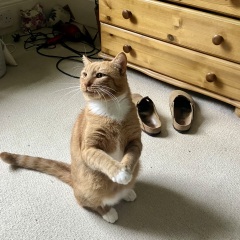 Weird experience getting rescue cats