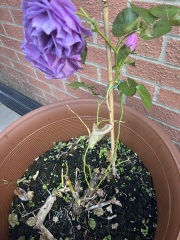 What is going on with my roses?