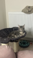 Cat photos