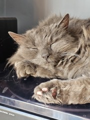 The One where TC moved to Scotland and joined the Excellent Cats