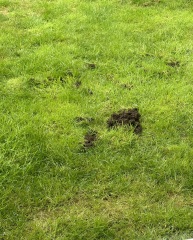 What could be in our garden