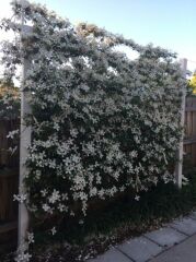 Garden fence problem