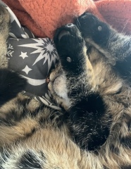 Are these mackerel tabby markings?