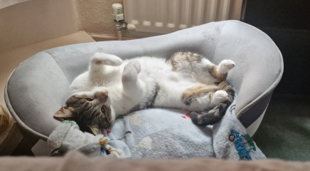 Thread 3 Starmer:  Digging has started, bigger shovel required