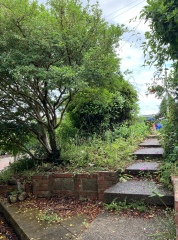 What to plant in front garden?