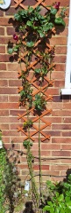 To plant a climbing rose next to a concrete pipe?