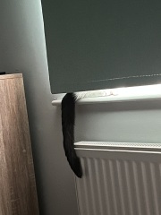 My cat ‘hiding’…. Anyone else have this??