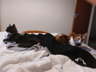 Will they ever be friends or is tolerance as good as it gets? Anything I can do?