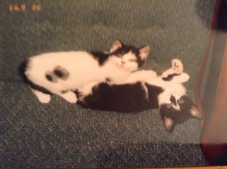 Cat photos