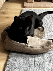 New (first) cat - what sort of bed?