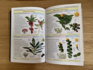 New to the world of plants...can anyone identify these for me?