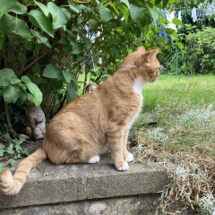 Passports, buckets and spades - the Excellent Cats go on their holidays