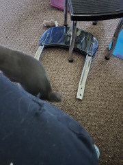 Kittens!!