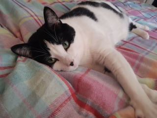 Cat photos