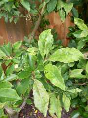 Is this a fungal disease on my shrub