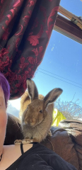 A wild rabbit has moved into my garden… WWYD?