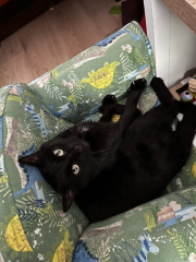 New (first) cat - what sort of bed?