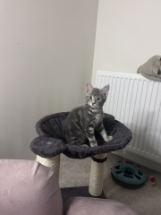 Cat photos
