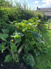What have you done in the garden today? Part 5