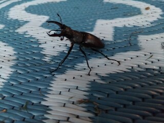 Aston University + gerbil merch thread