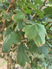 What’s wrong with this tree?