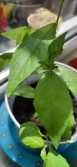 What is this?! Plant id
